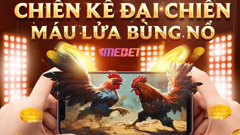 Tìm hiểu về Đá gà Mebet